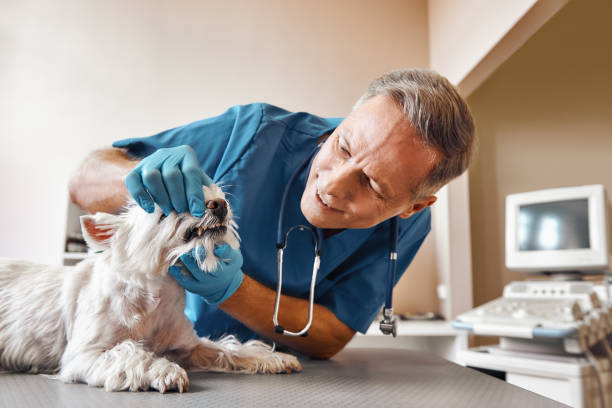 Best Emergency Tooth Extraction in Sayre, PA